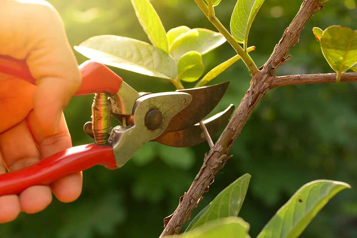 Pruning service - Nature Touch Landscape (Pruning)